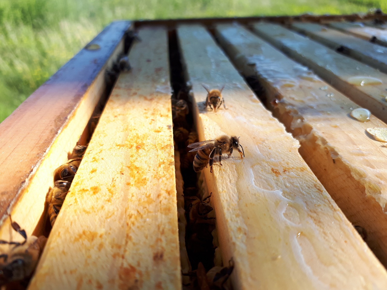 honeybees at their wooden hive